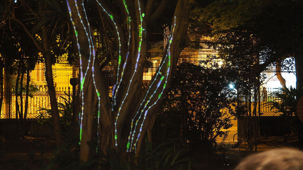 Árvore com luzes coloridas ao anoitecer / Foto: Divulgação