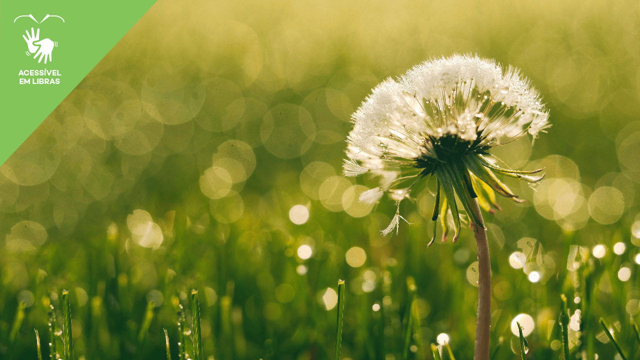 Foto de uma flor branca com a grama ao fundo com o selo de "Acessível em Libras"