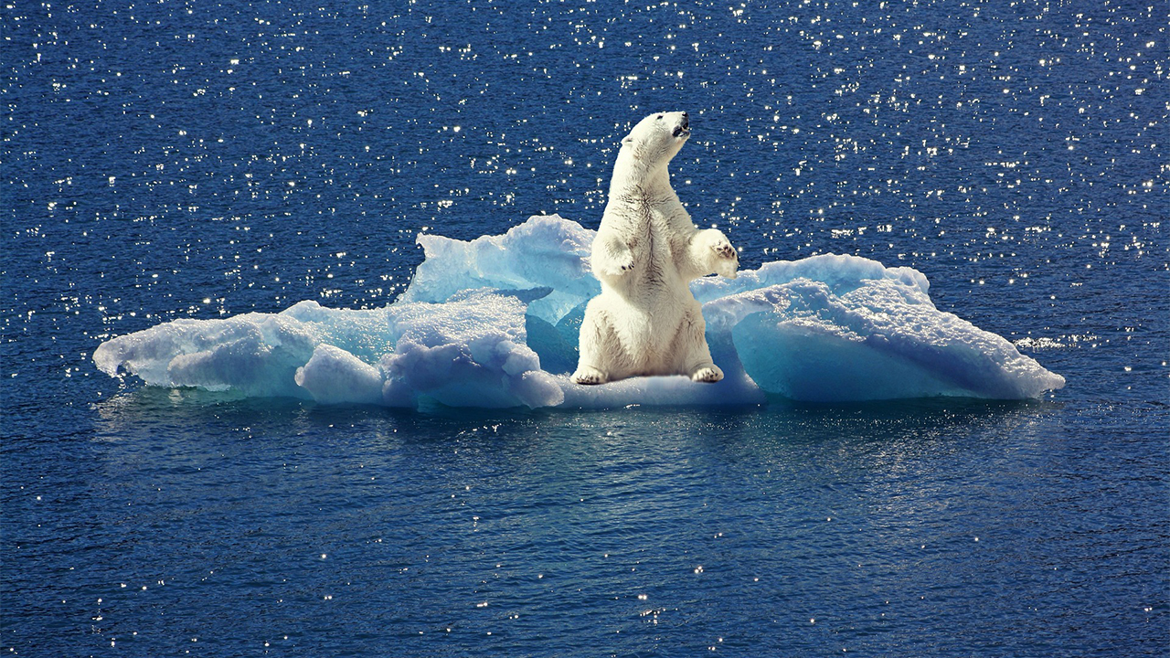 Foto de um urso polar preso em cima de um bloco de gelo