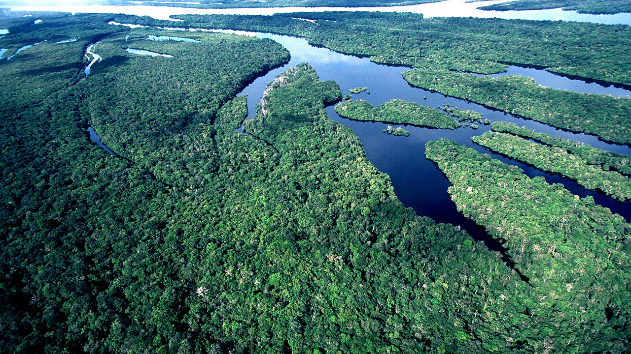 Floresta densa da Amazônia e rios vistos do alto 