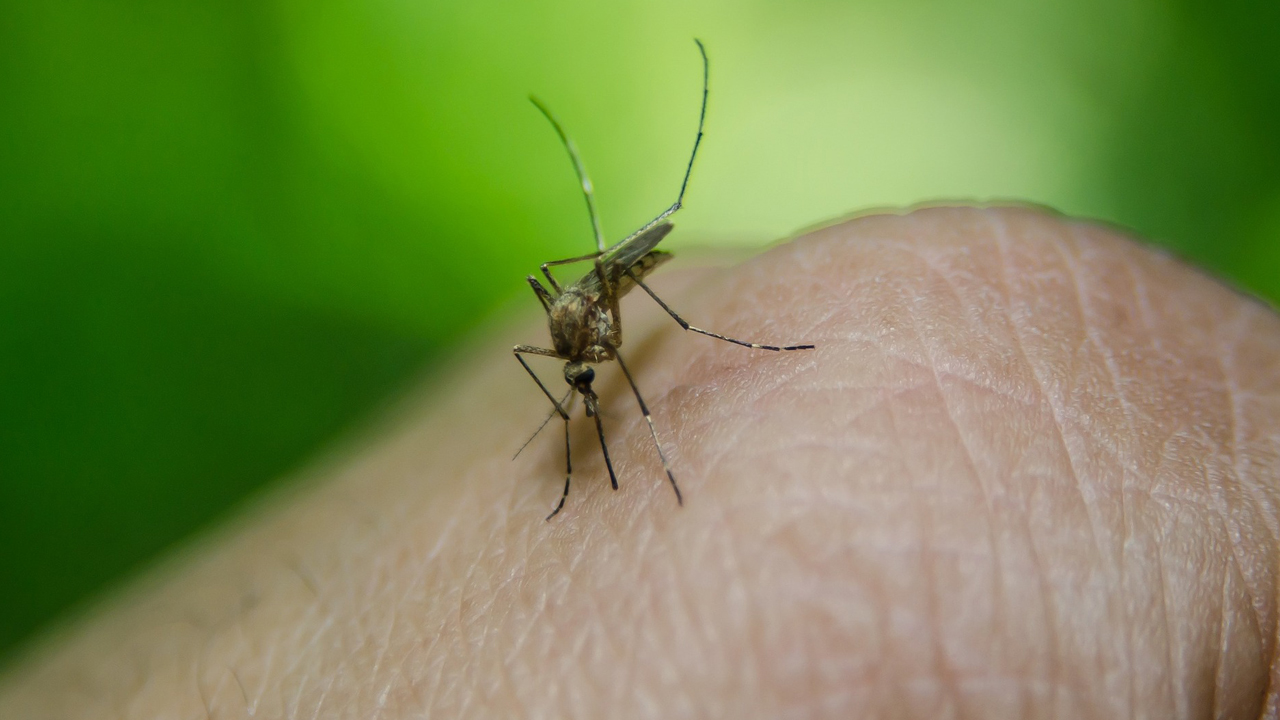 Foto de um mosquito transmissor da febre amarela
