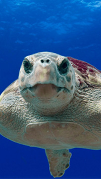 Tartaruga embaixo do mar encarando a câmera