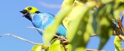 Foto do pássaro sete-cores-da-amazônia