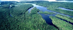 Floresta densa da Amazônia e rios vistos do alto 